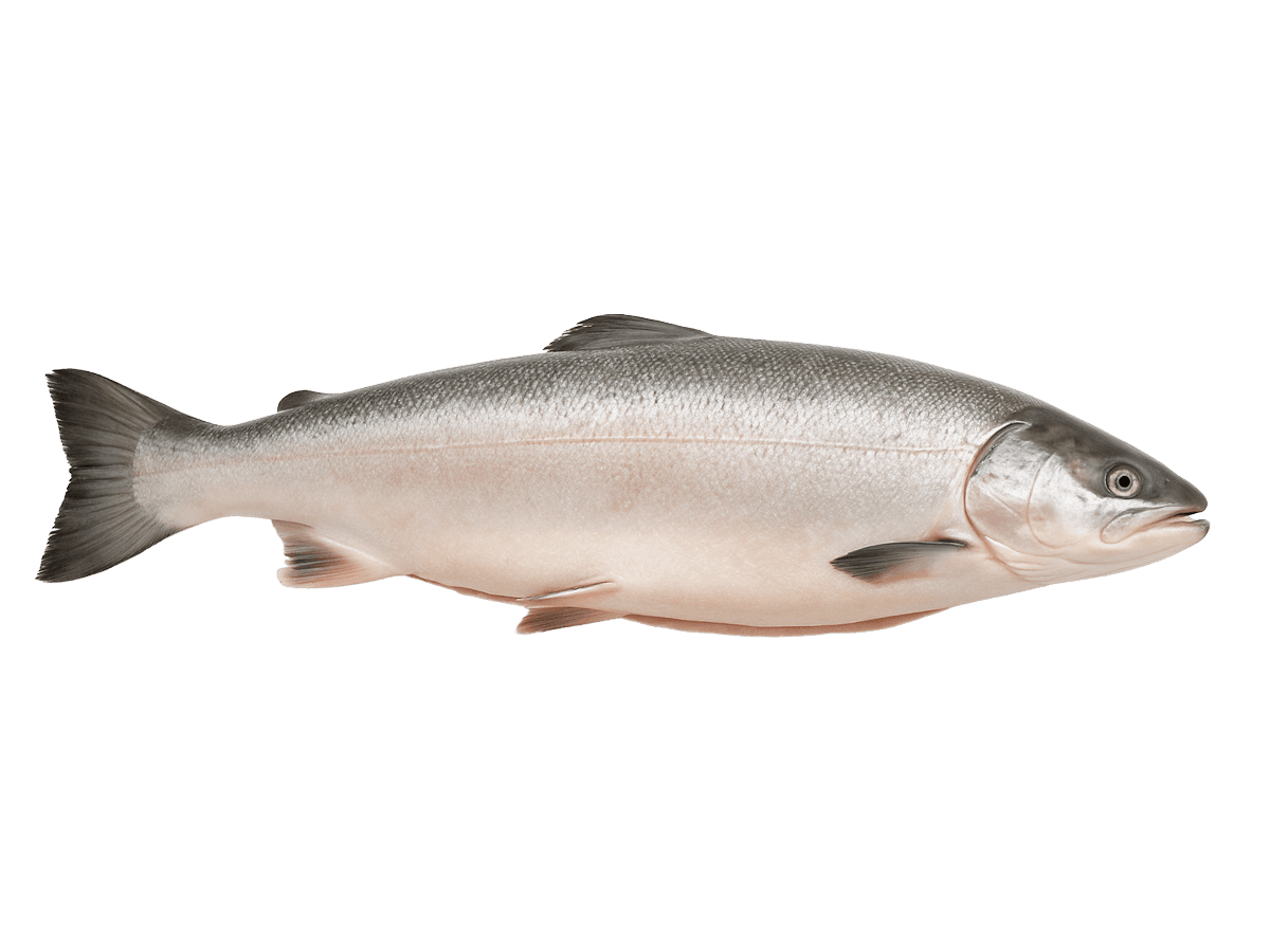 Лосось с/м тушка ПСГ premium 5-6кг