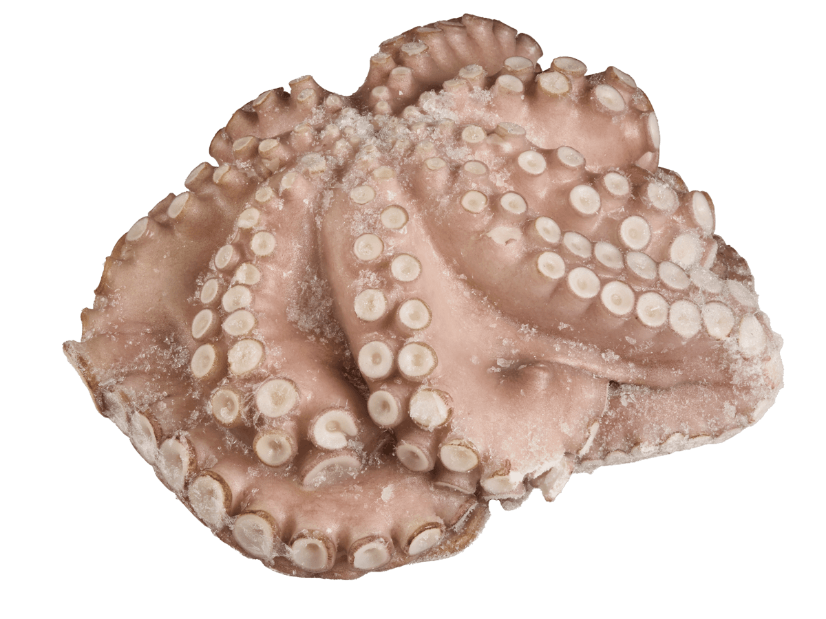 Осьминог целый с/м очищенный 4+кг, Марокко