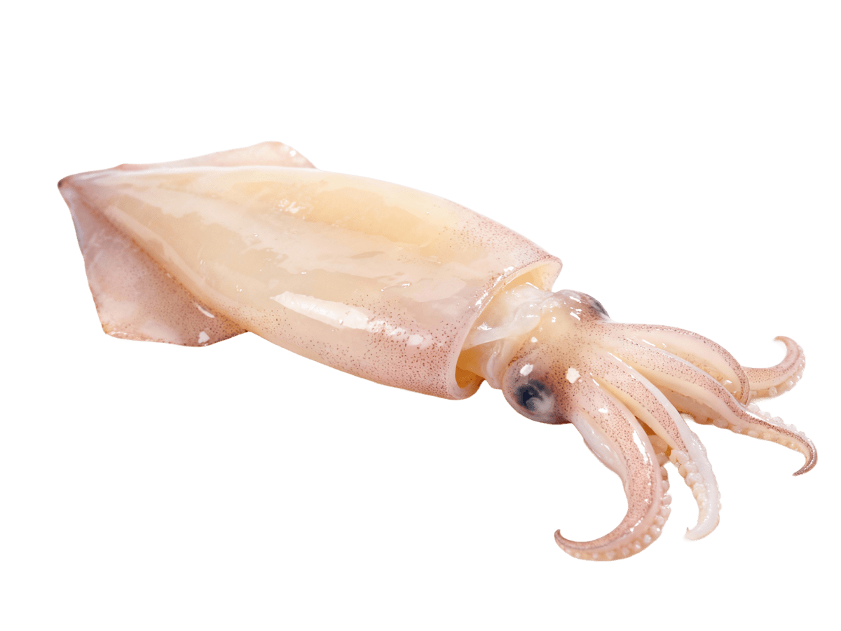 Кальмар патагонский лолиго