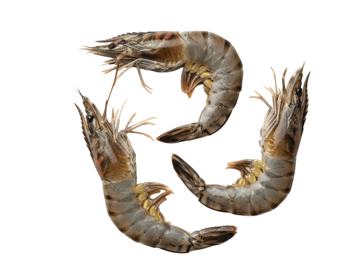 Креветка черная тигровая с/м с/г 16/20 semi-IQF, Бангладеш