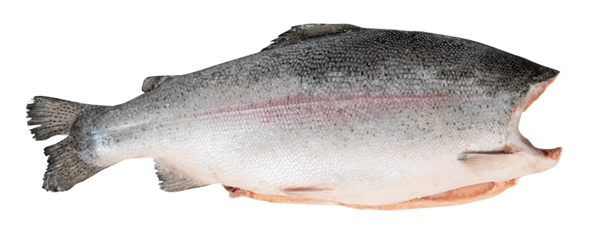 Форель радужная с/м тушка б/г  2,7-3,6кг, Турция