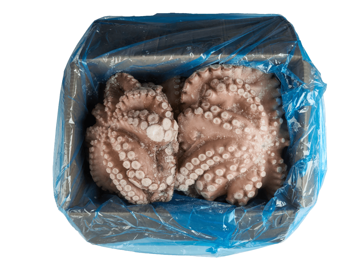 Осьминог целый с/м очищенный 4+кг, Марокко