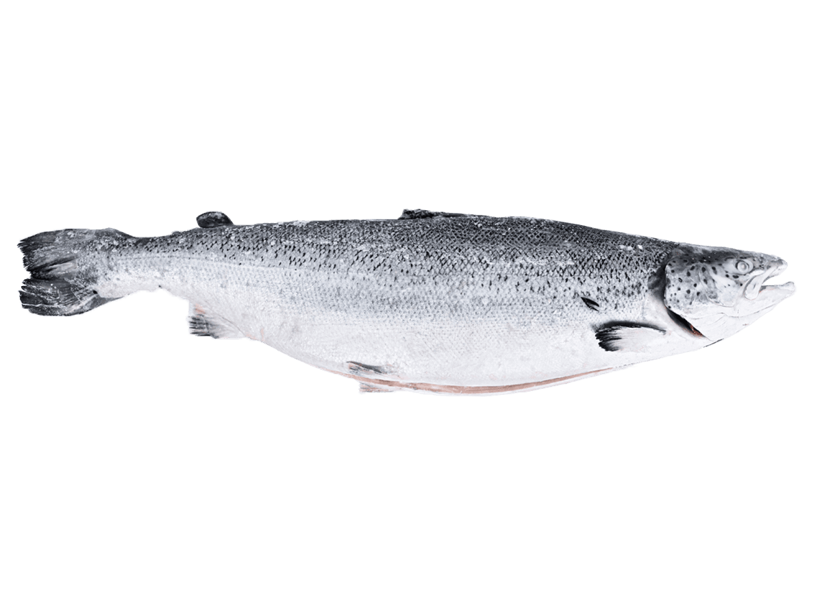 Лосось с/м тушка ПСГ premium 6-7кг