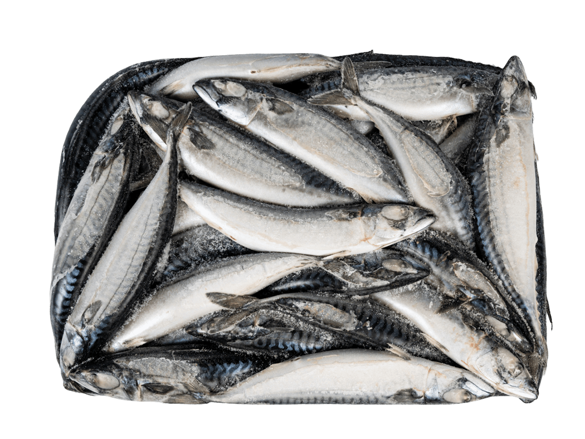 Скумбрия тушка н/р 400-600г