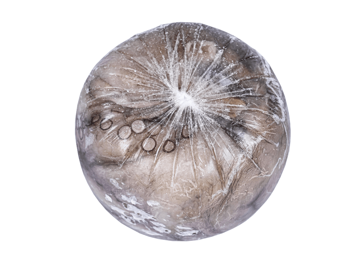 Осьминог целый с/м очищенный 1-2кг, Индонезия