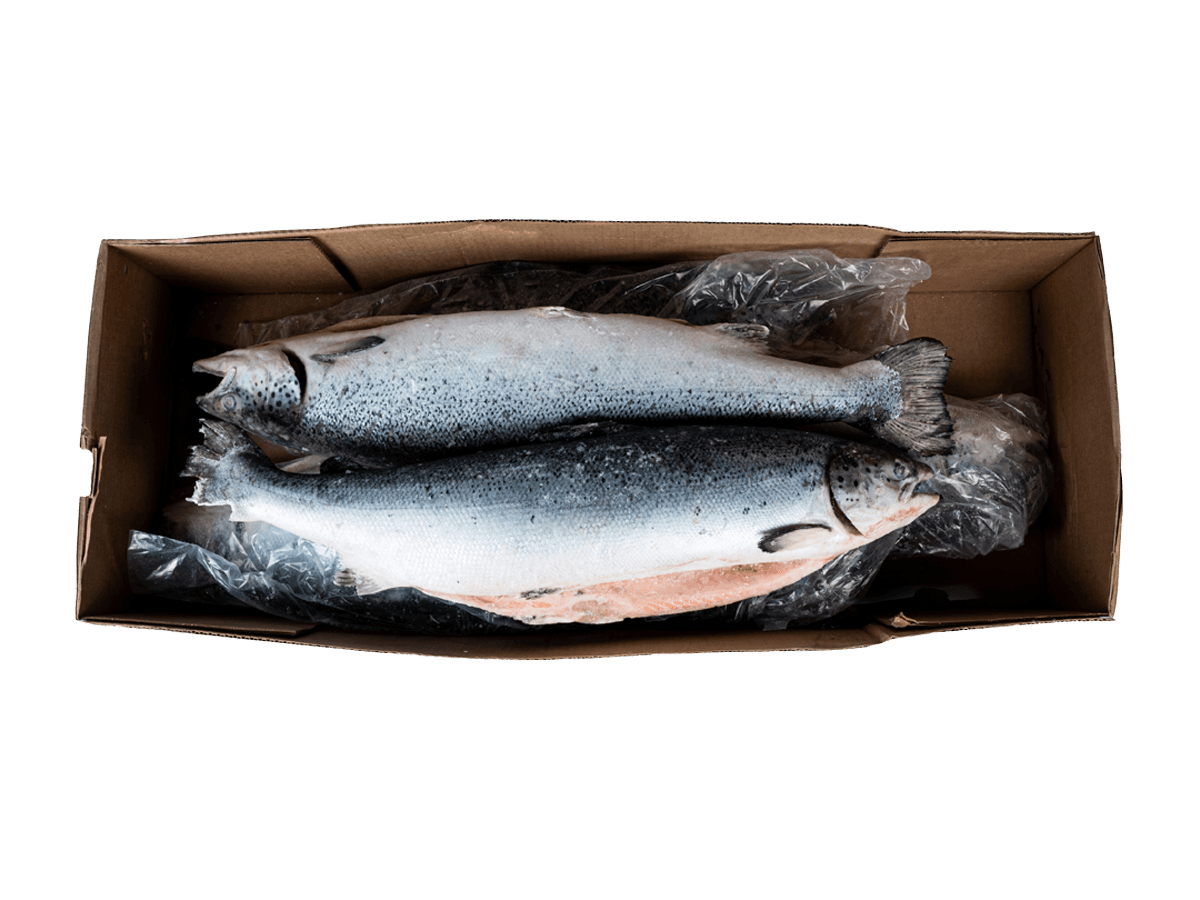 Лосось с/м тушка ПСГ premium 5-6кг