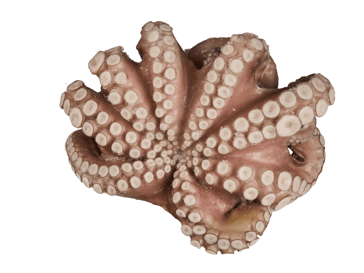 Осьминог целый с/м очищенный 2-3кг, Марокко