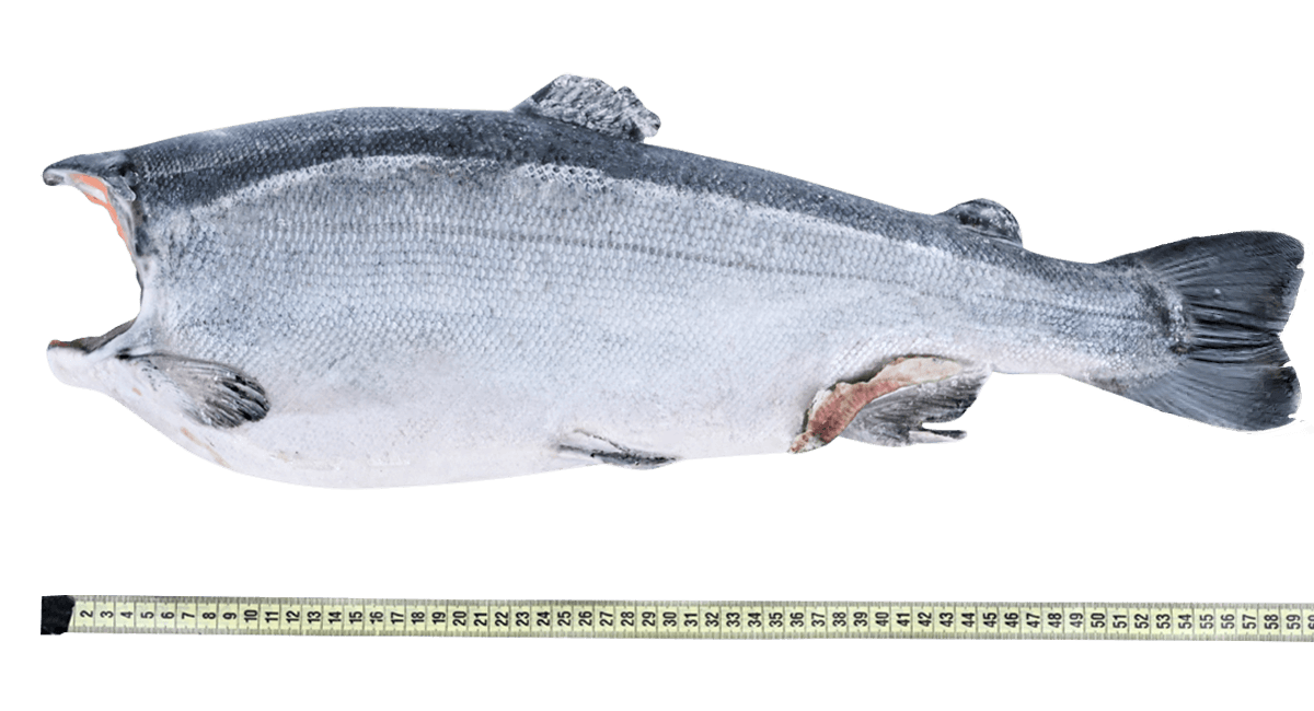 Кижуч с/м тушка б/г  2,7-4,1кг, Чили