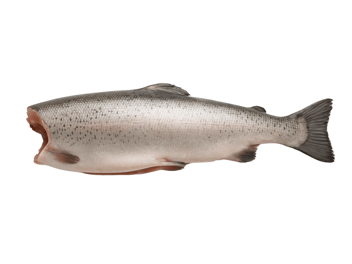 Форель радужная с/м тушка б/г 1,8-2,7кг, Турция