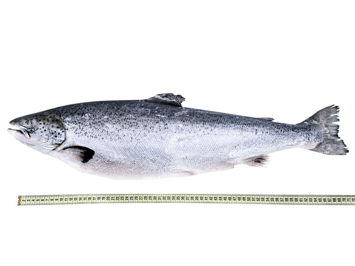 Лосось с/м тушка ПСГ premium 4-5кг