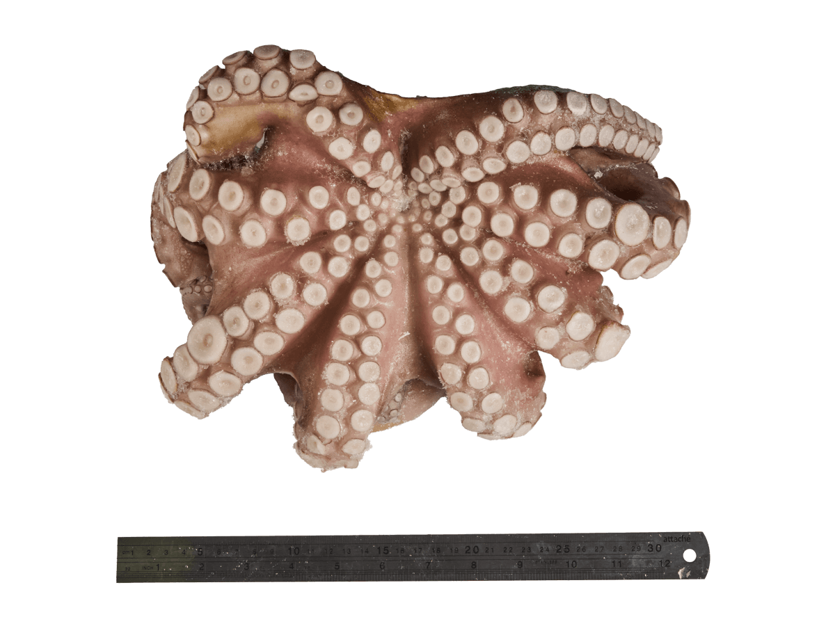 Осьминог целый с/м очищенный 2-3кг, Марокко