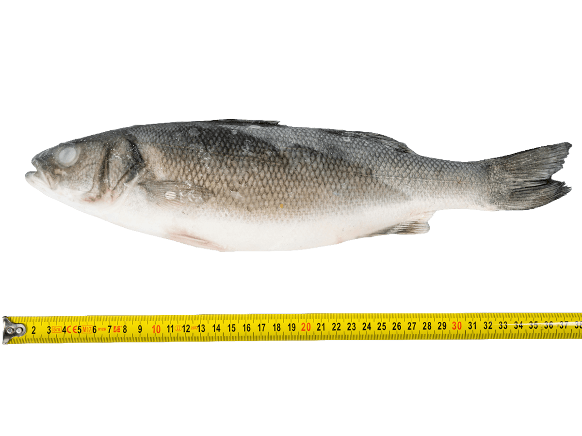 Сибас с/м тушка н/р  400-600г