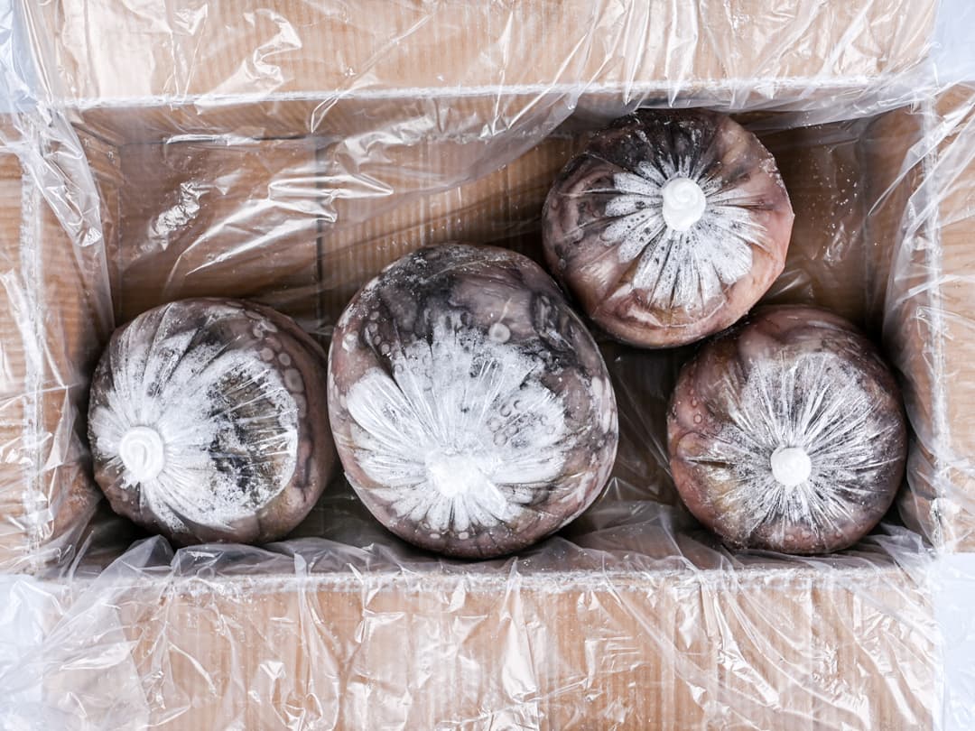 Осьминог целый с/м очищенный 3+кг, Индонезия