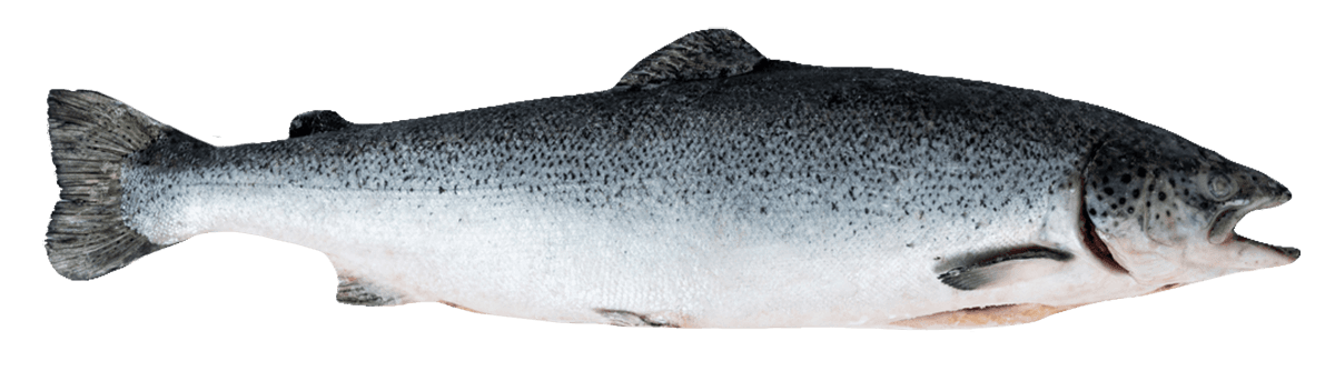 Лосось с/м тушка ПСГ premium 5-6кг