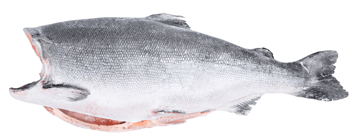 Кижуч с/м тушка б/г  4,1+кг, Чили