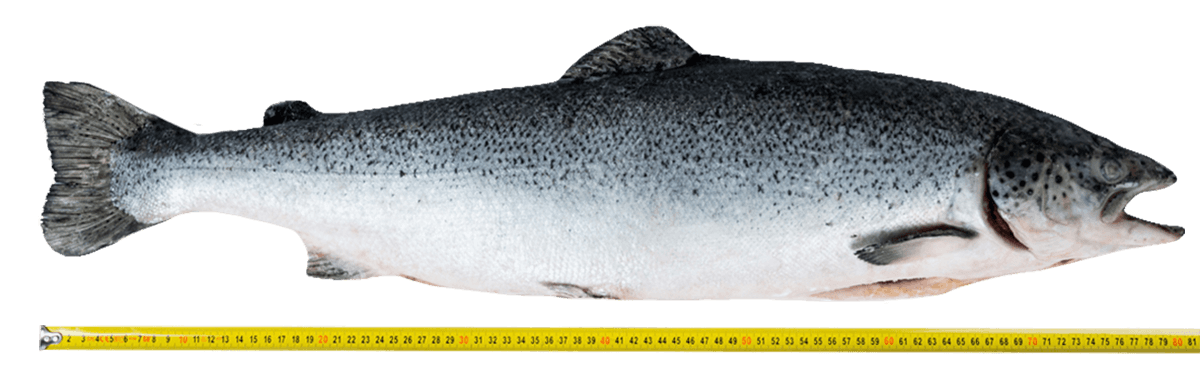 Лосось с/м тушка ПСГ premium 5-6кг