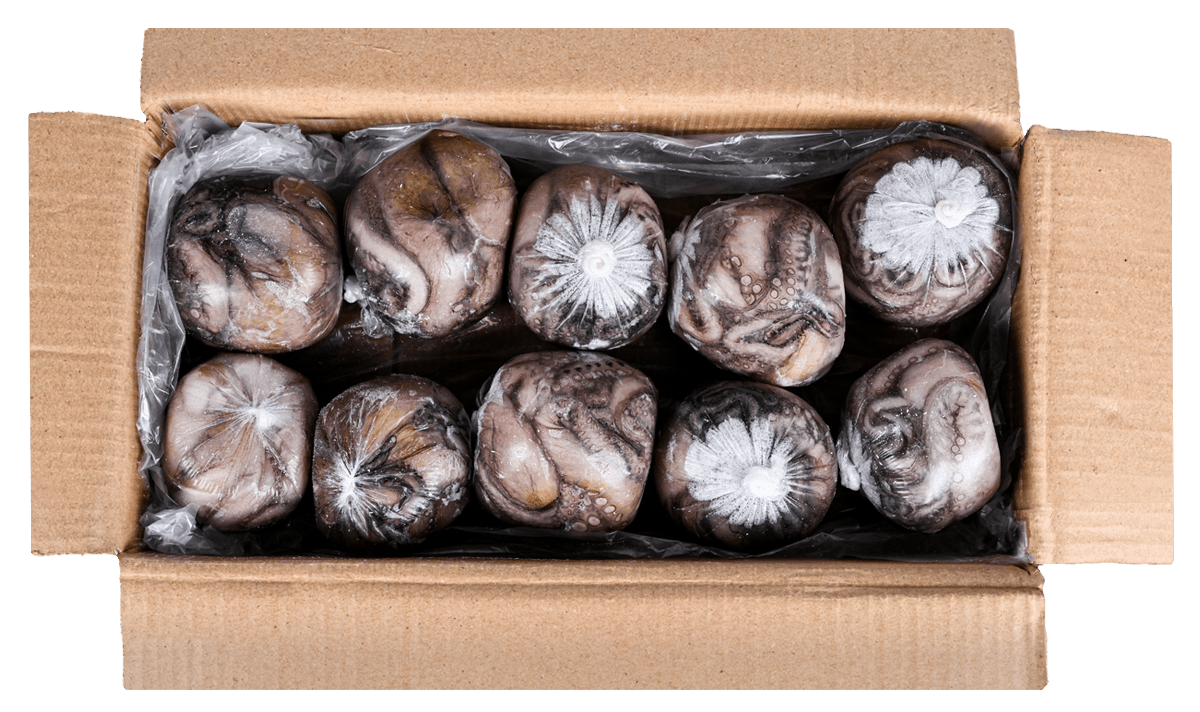 Осьминог целый с/м очищенный 1-2кг, Индонезия