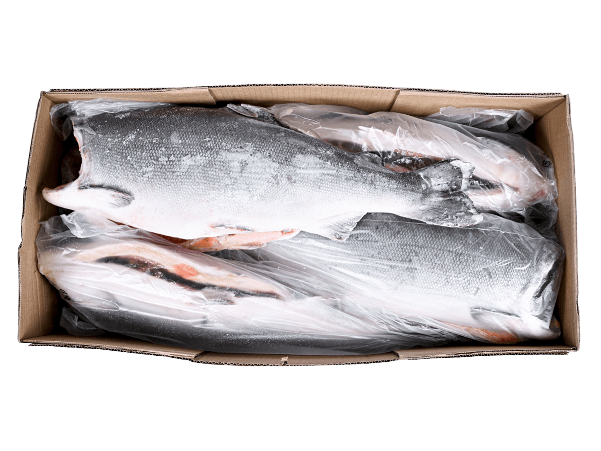 Кижуч с/м тушка б/г  4,1+кг, Чили