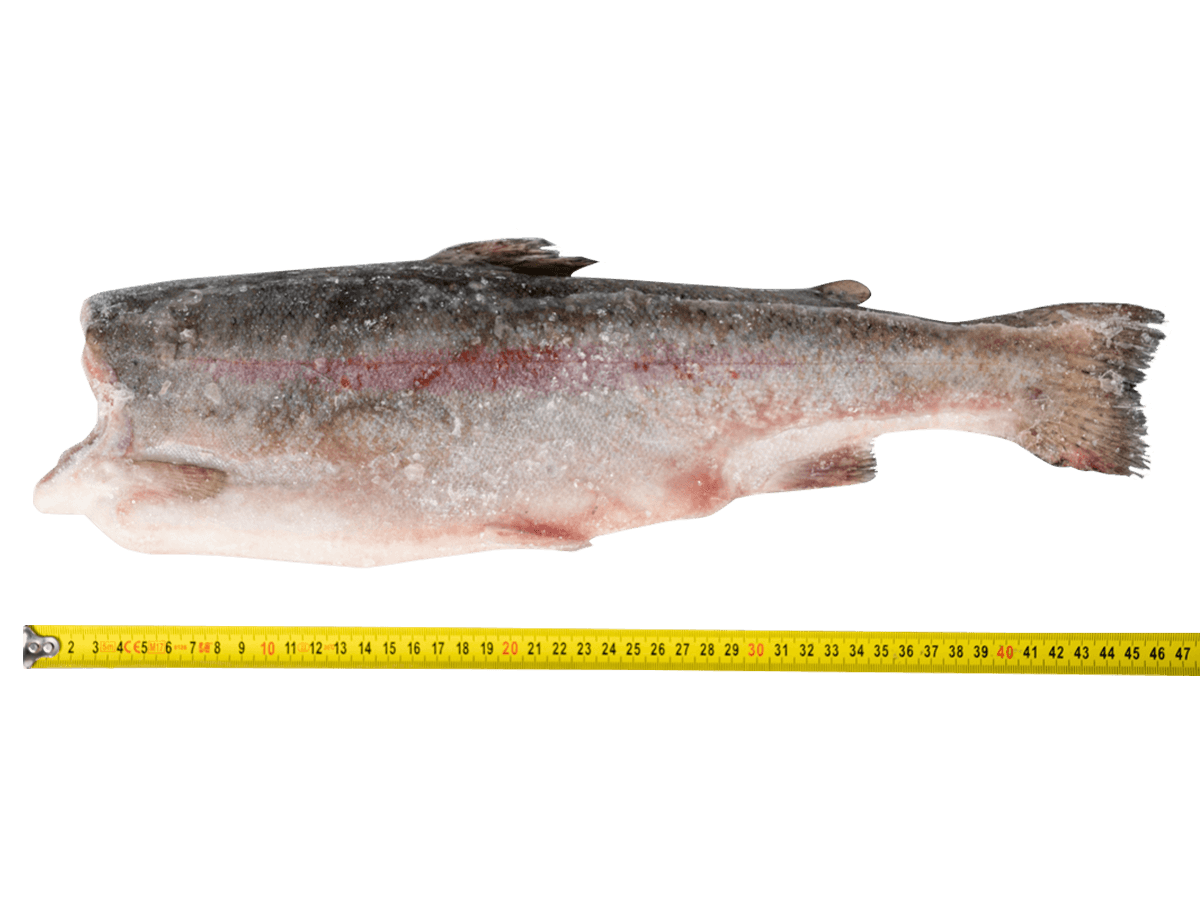 Форель радужная с/м тушка б/г  0,9-1,4кг, Турция