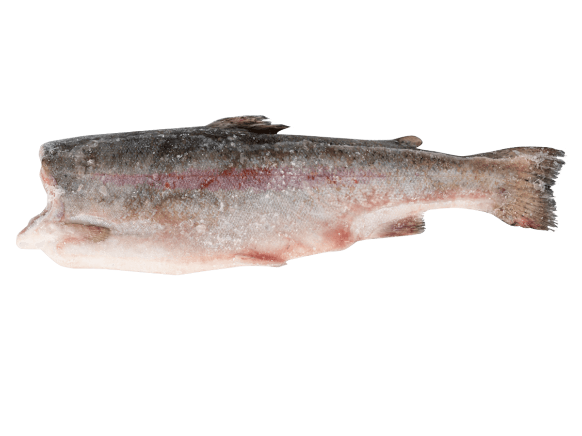 Форель радужная с/м тушка б/г  0,9-1,4кг, Турция