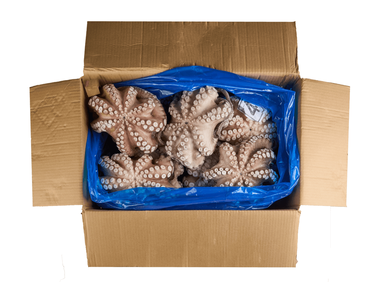 Осьминог целый с/м очищенный 1,5-2кг, Марокко