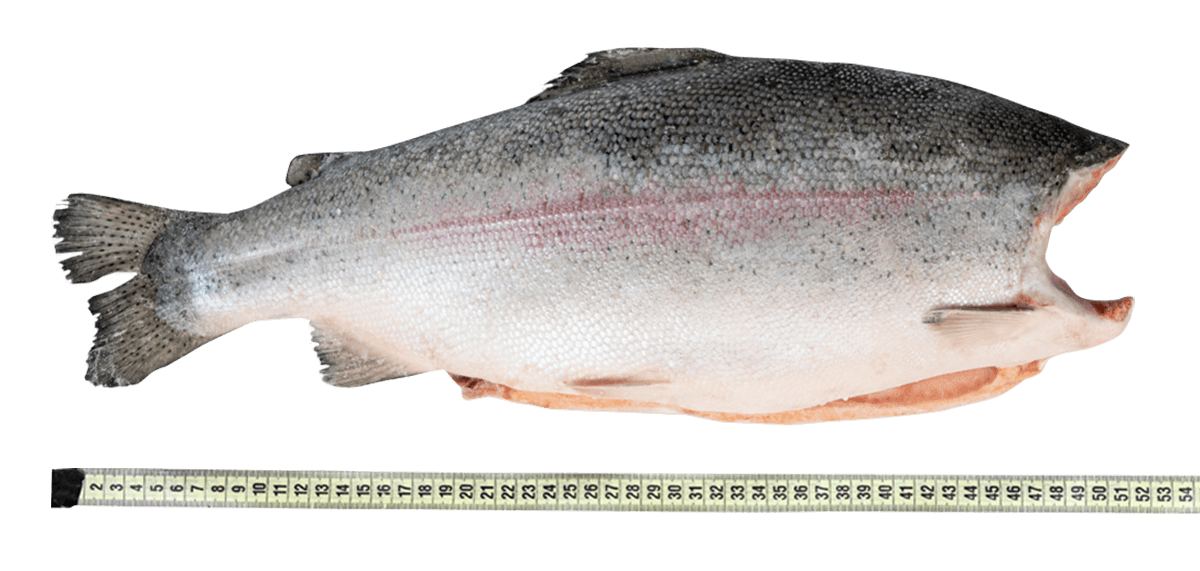 Форель радужная с/м тушка б/г  2,7-3,6кг, Турция