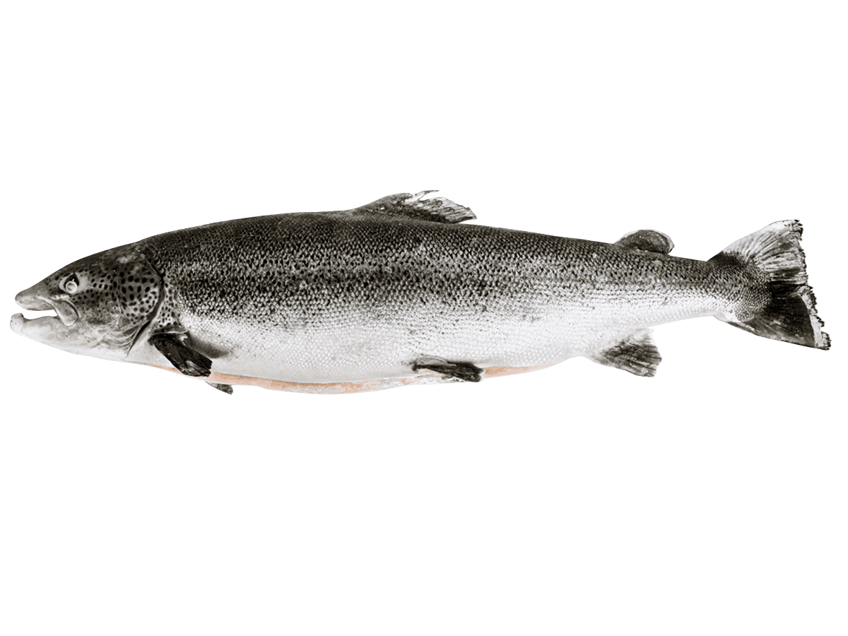 Лосось с/м тушка ПСГ premium 7-8кг