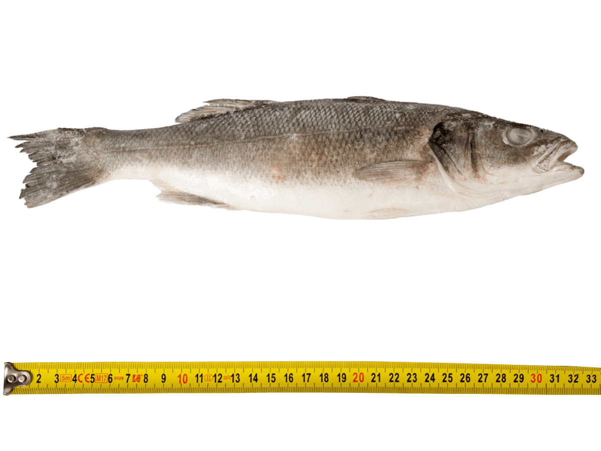 Сибас с/м тушка н/р  300-400г