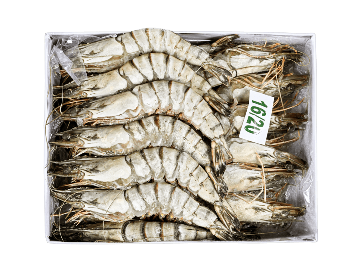 Креветка черная тигровая с/м с/г 16/20 semi-IQF, Бангладеш