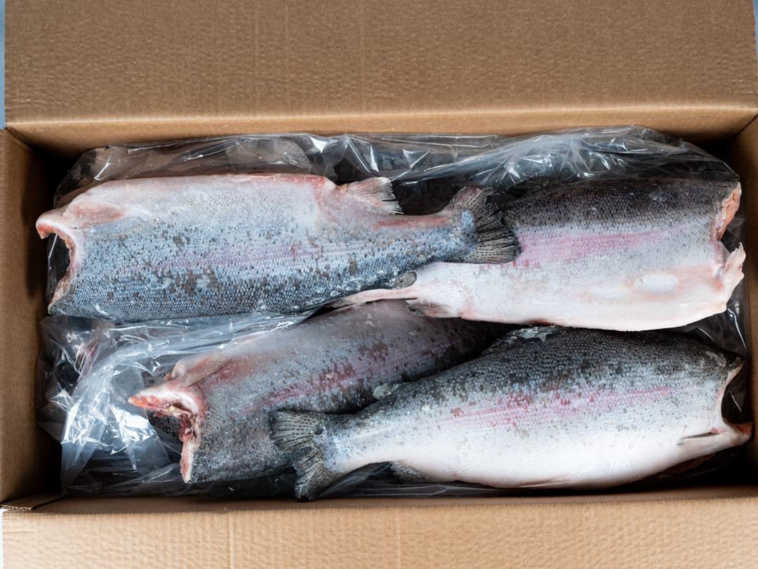 Форель радужная с/м тушка б/г  2,7-3,6кг, Турция