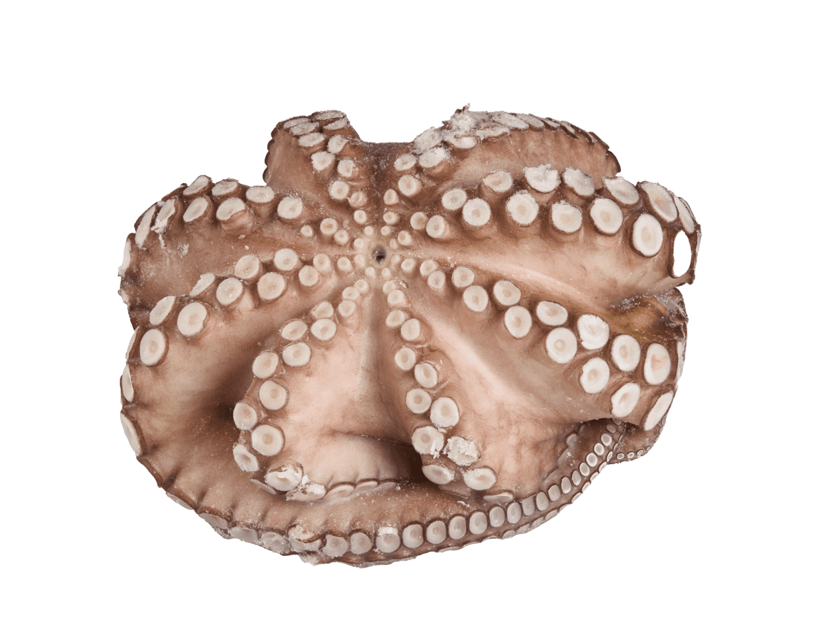 Осьминог целый с/м очищенный 1,5-2кг, Марокко