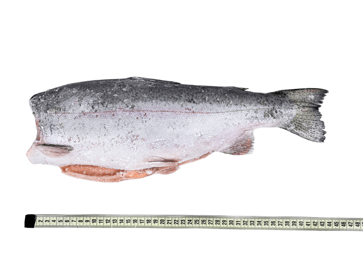 Форель радужная с/м тушка б/г  1,4-1,8кг, Турция