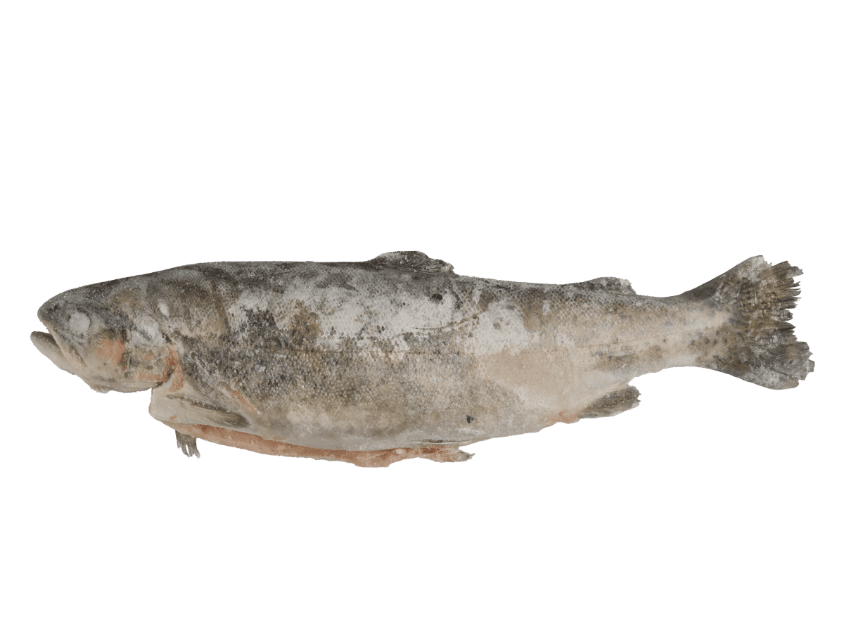 Форель радужная с/м тушка c/г  250-300г