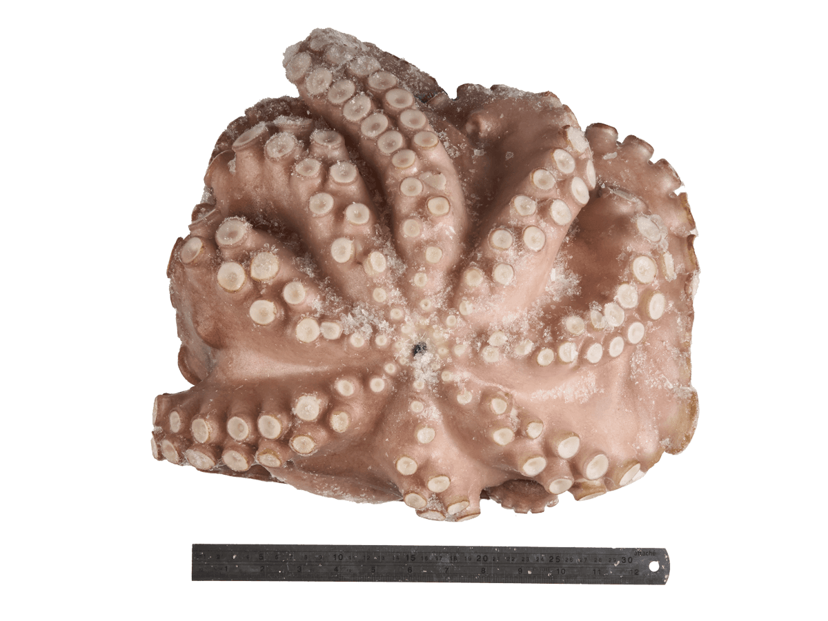 Осьминог целый с/м очищенный 4+кг, Марокко