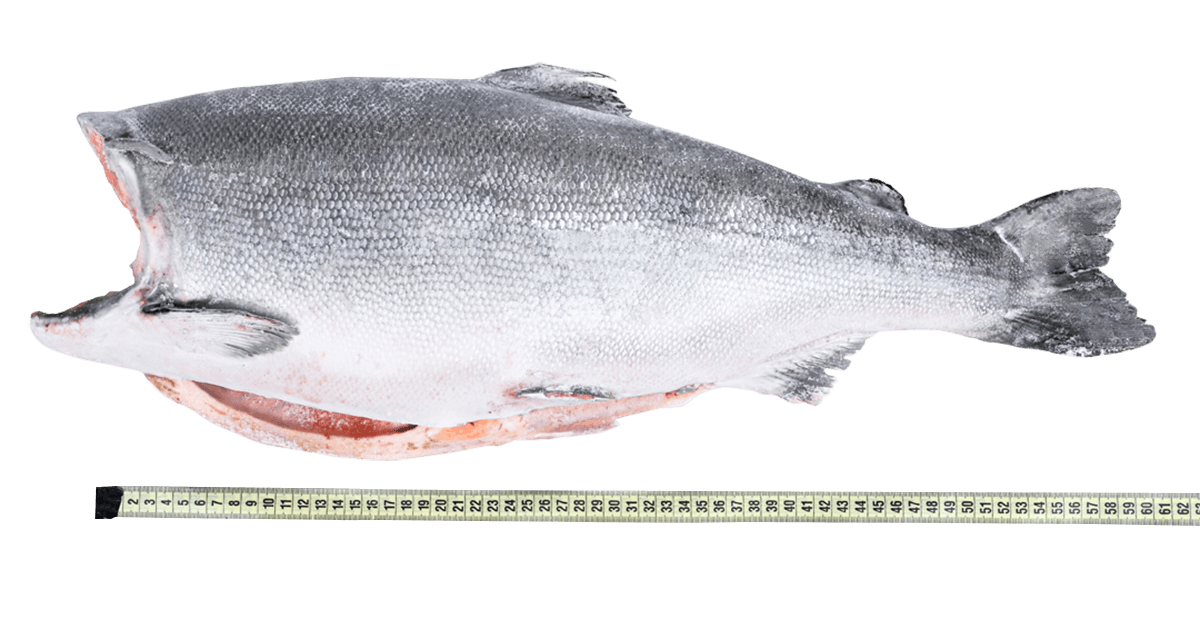 Кижуч с/м тушка б/г  4,1+кг, Чили