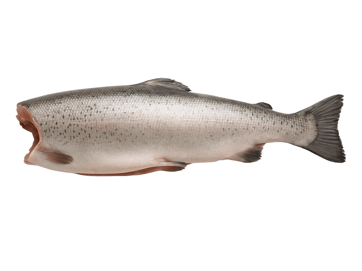 Форель радужная с/м тушка б/г  2,7-3,6кг, Турция