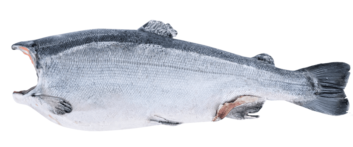 Кижуч с/м тушка б/г  2,7-4,1кг, Чили