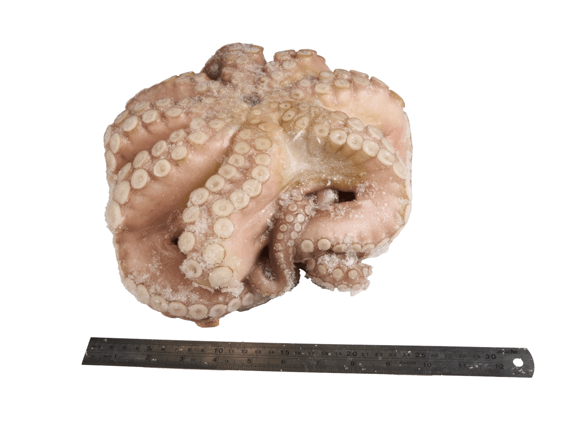 Осьминог целый с/м очищенный 3-4кг, Марокко