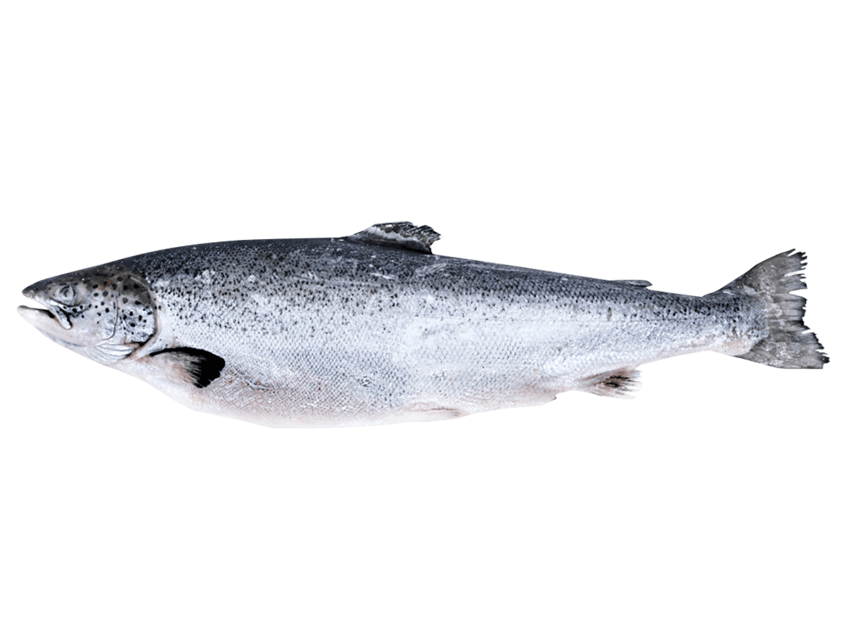 Лосось с/м тушка ПСГ premium 4-5кг