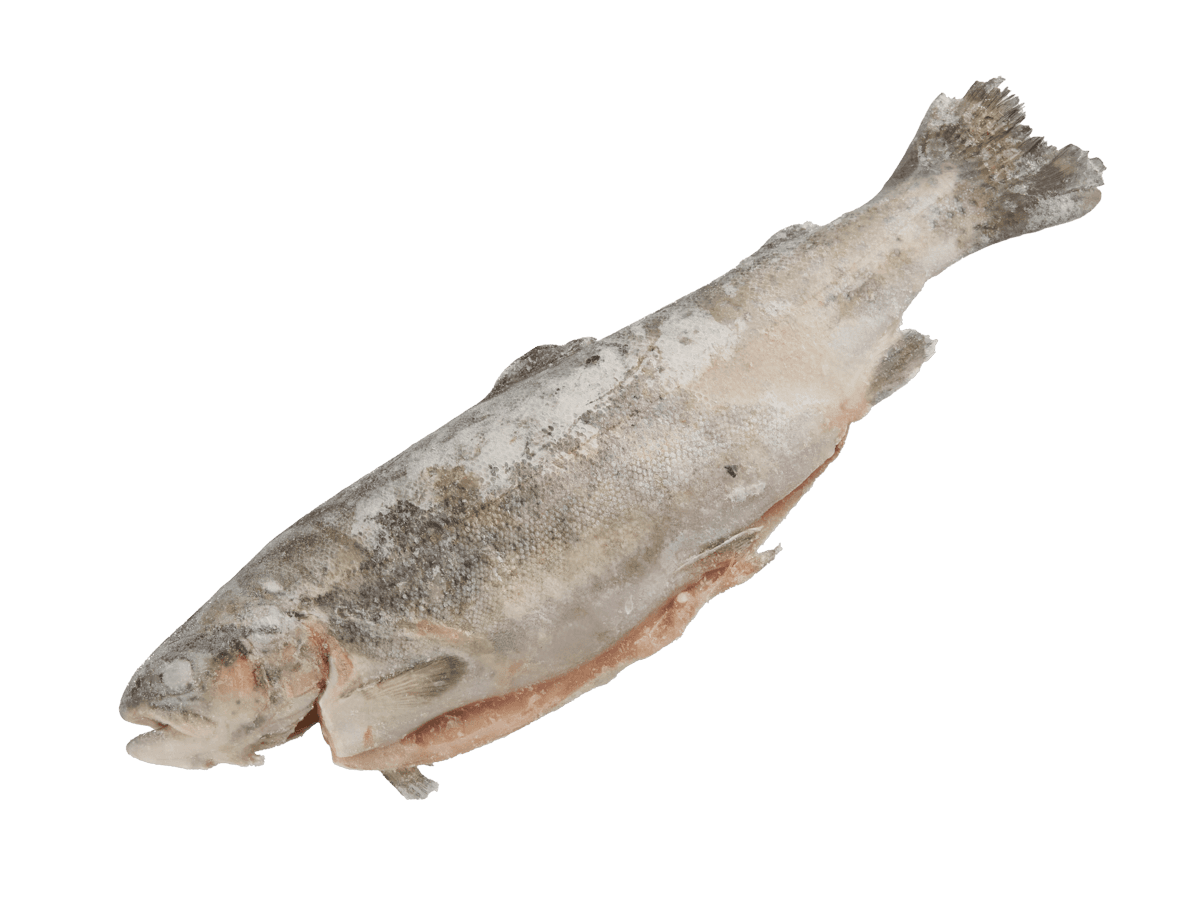 Форель радужная с/м тушка c/г  250-300г