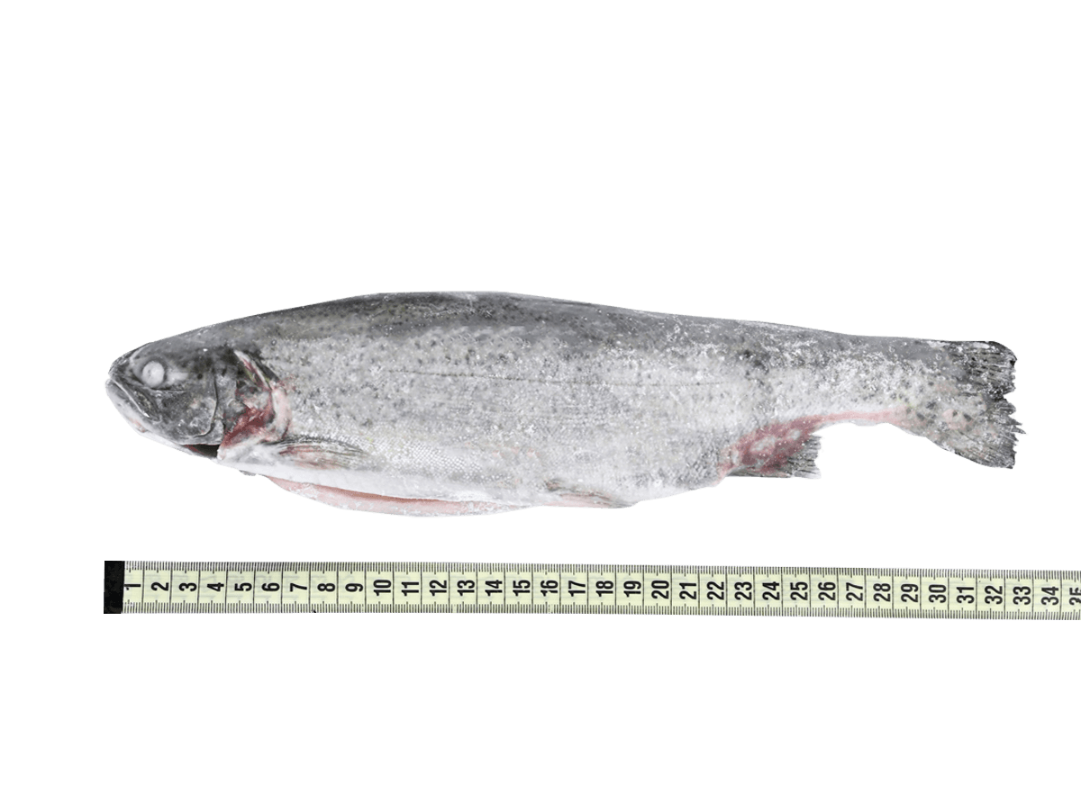 Форель радужная с/м тушка с/г  300-350г