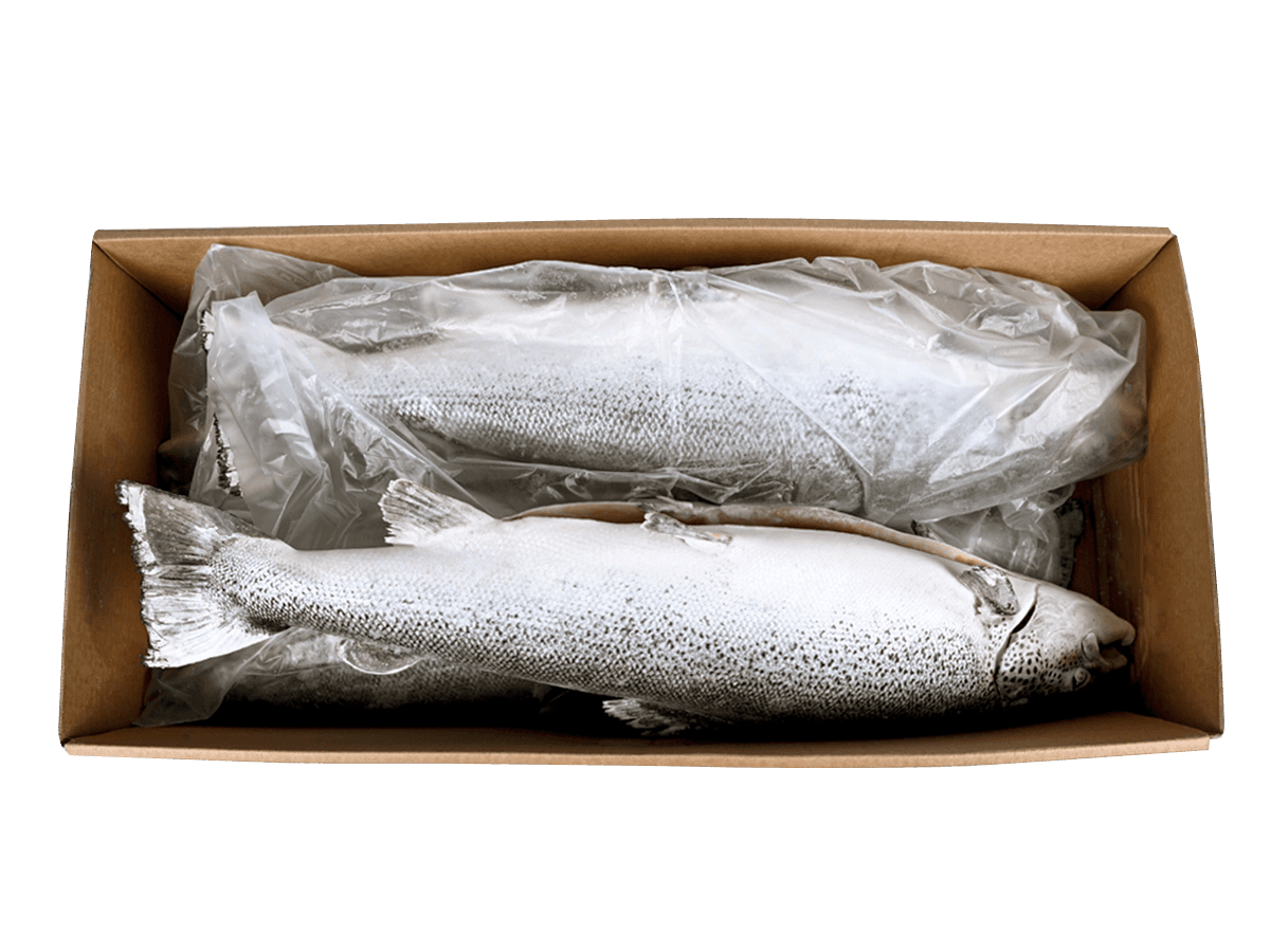 Лосось с/м тушка ПСГ premium 7-8кг