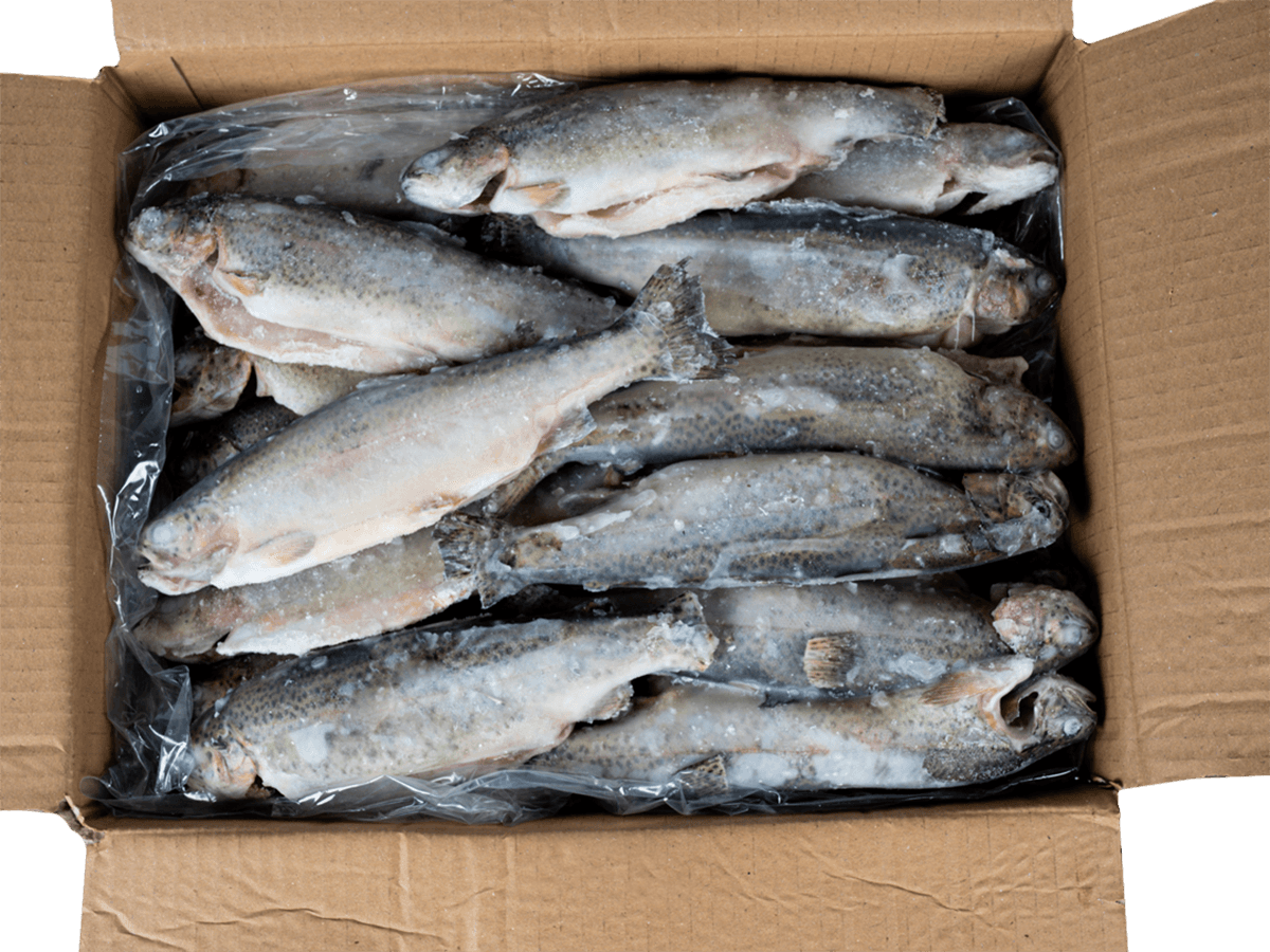 Форель радужная с/м тушка б/г  200-250г