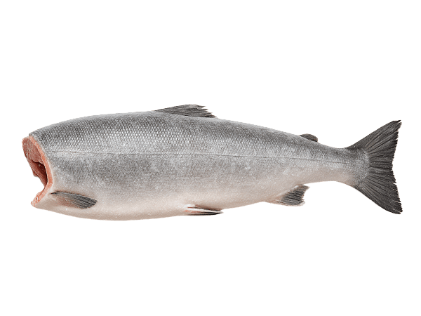 Кижуч с/м тушка б/г  2,7-4,1кг, Чили