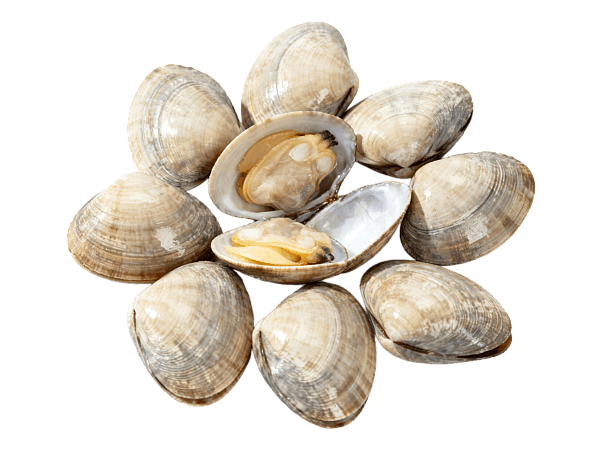 Клемы вонголе 31/40 в створках, Китай