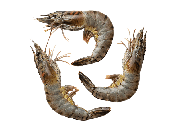 Креветка черная тигровая с/м с/г 13/15 semi-IQF, Бангладеш