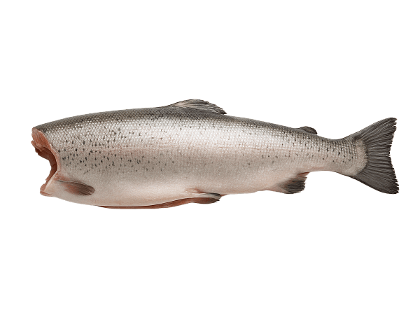 Форель радужная с/м тушка б/г  0,9-1,4кг, Турция