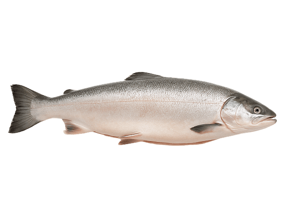 Лосось с/м тушка ПСГ premium 4-5кг