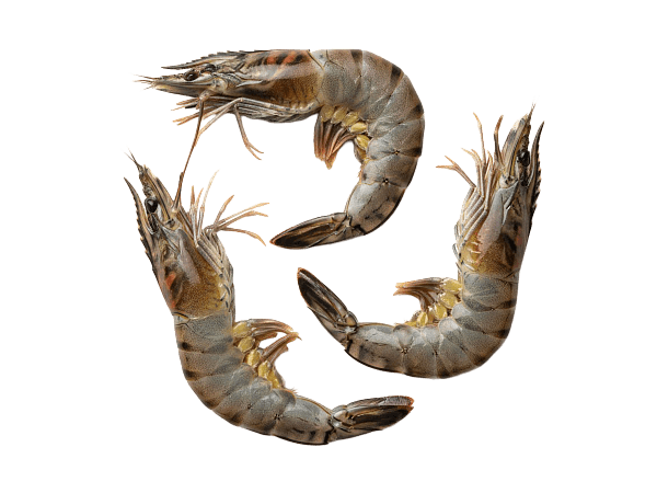 Креветка черная тигровая с/м с/г 6/8 semi-IQF, Бангладеш