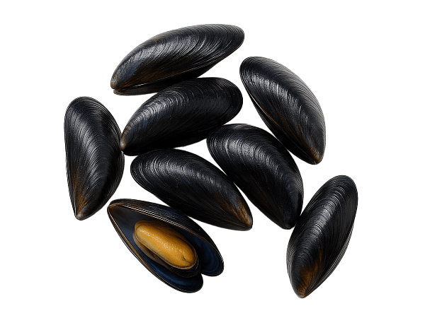 Мидии в створках 40/60, Чили